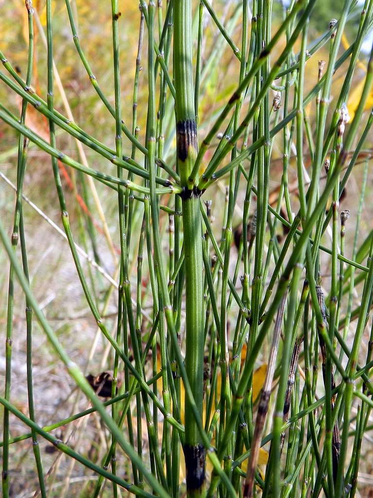 Equisetum sp.